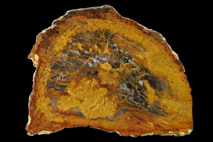 Petrified Wood (Sycamore) Slab - Parker, Colorado #141487